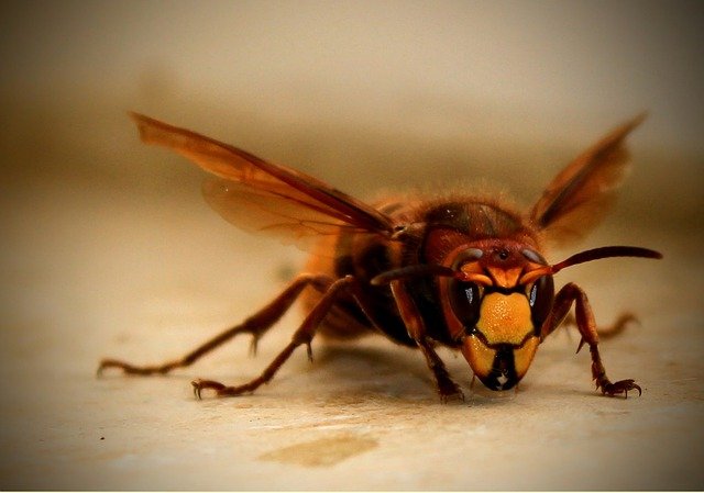 calabrone gigante