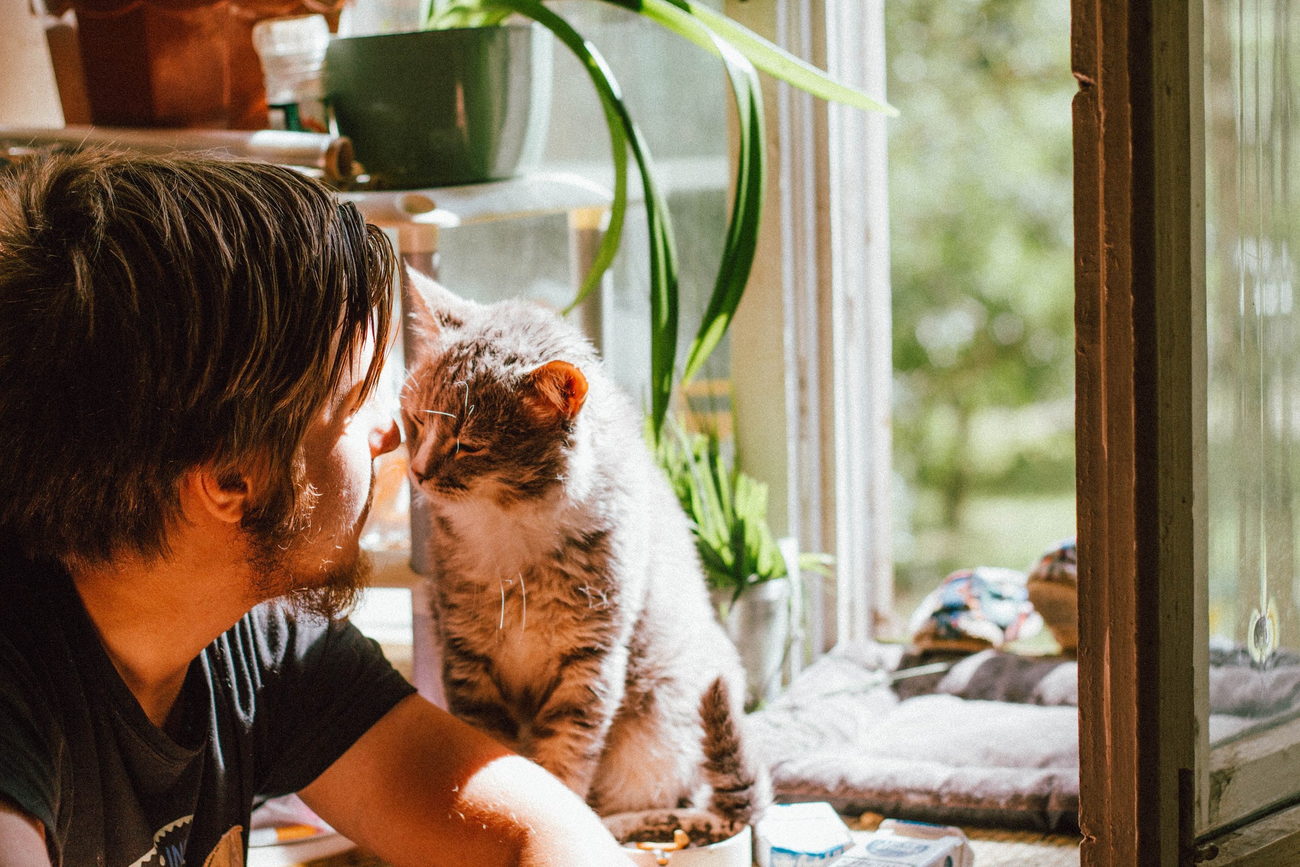 Perché il gatto annusa le ascelle