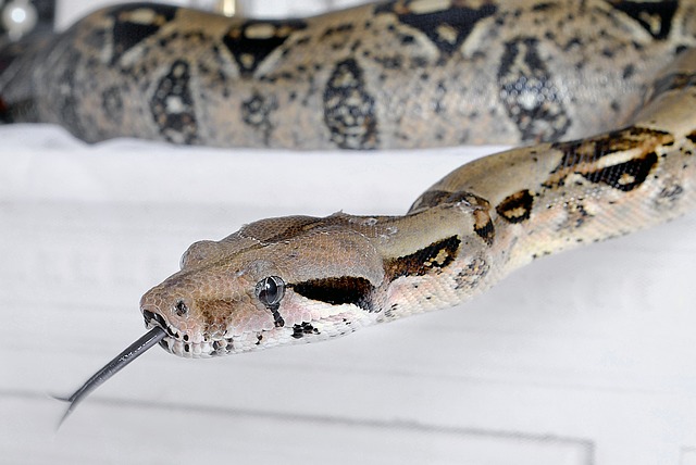 serpente