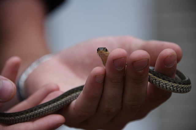 serpente
