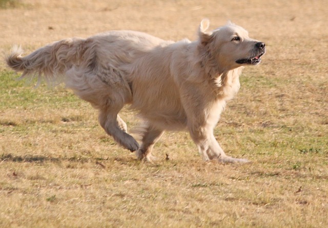 Perché il cane mangia le mosche? A volte è un rischio per la sua salute