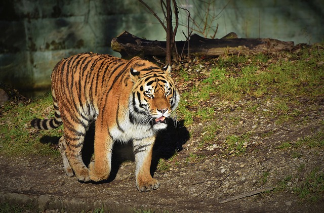 tigre