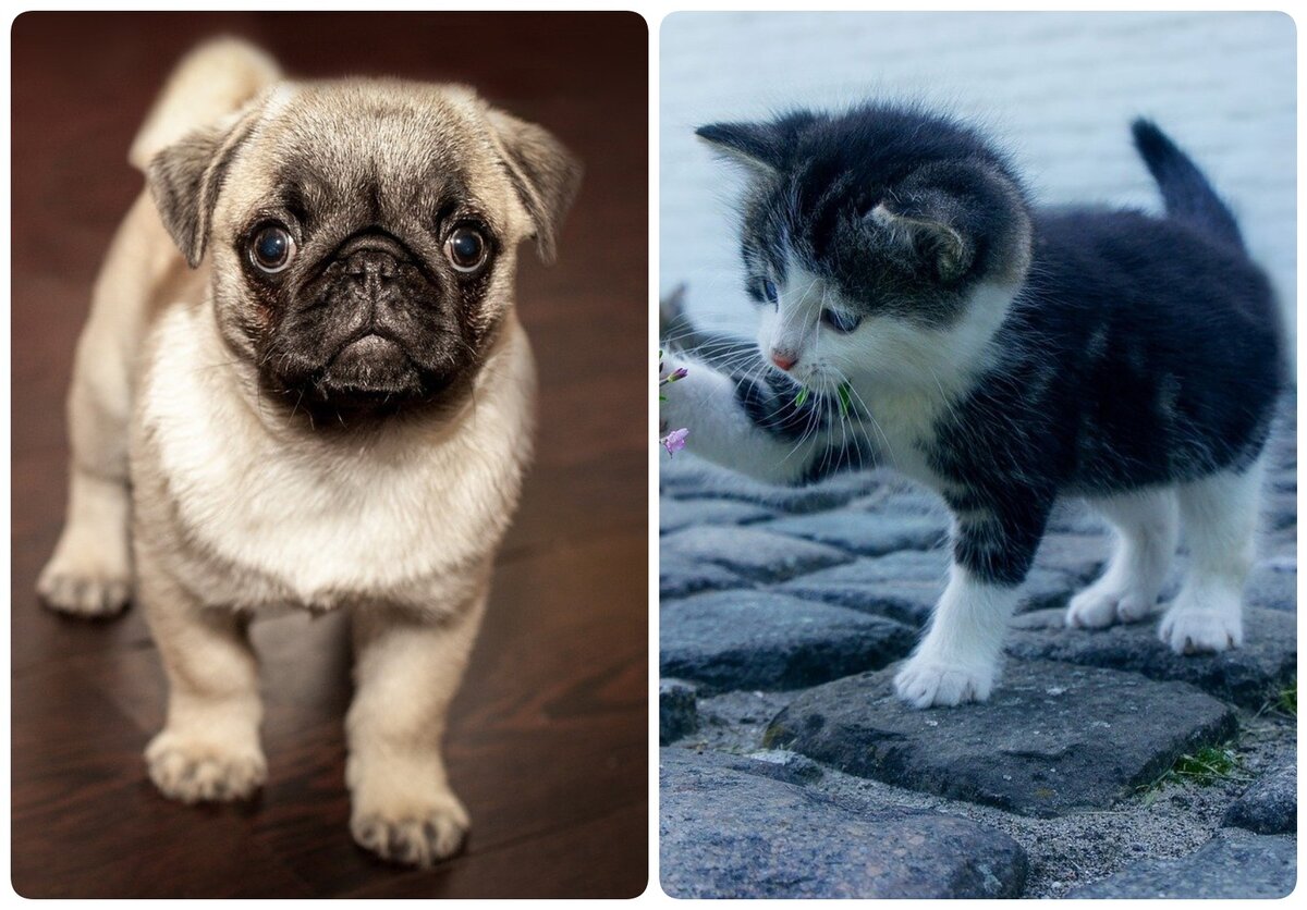 Cani e Gatti a Capodanno