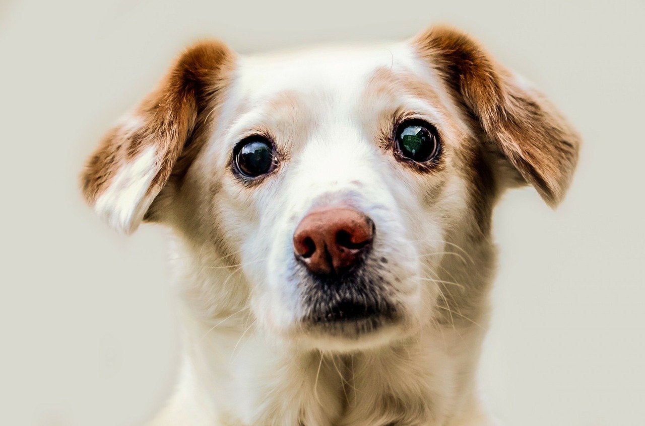 Cane malattie occhi