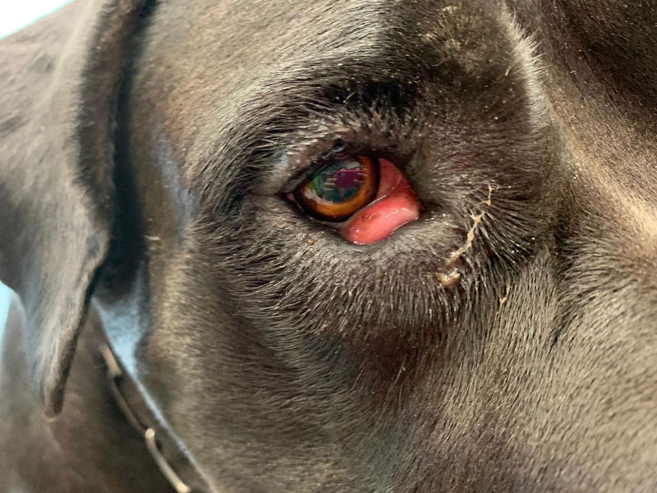 Cherry eye cane terza palpebra