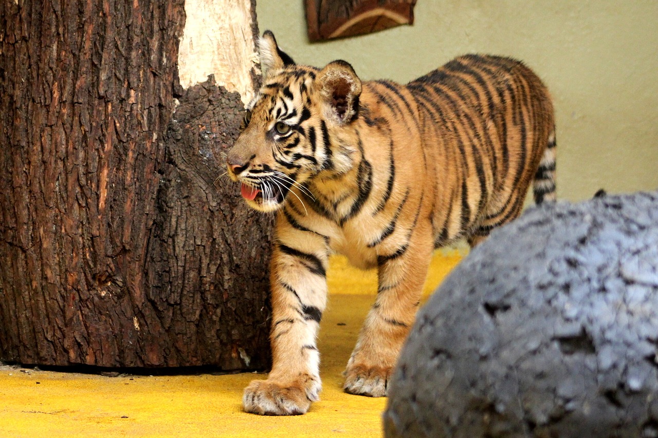 Gatto Savannah tigre