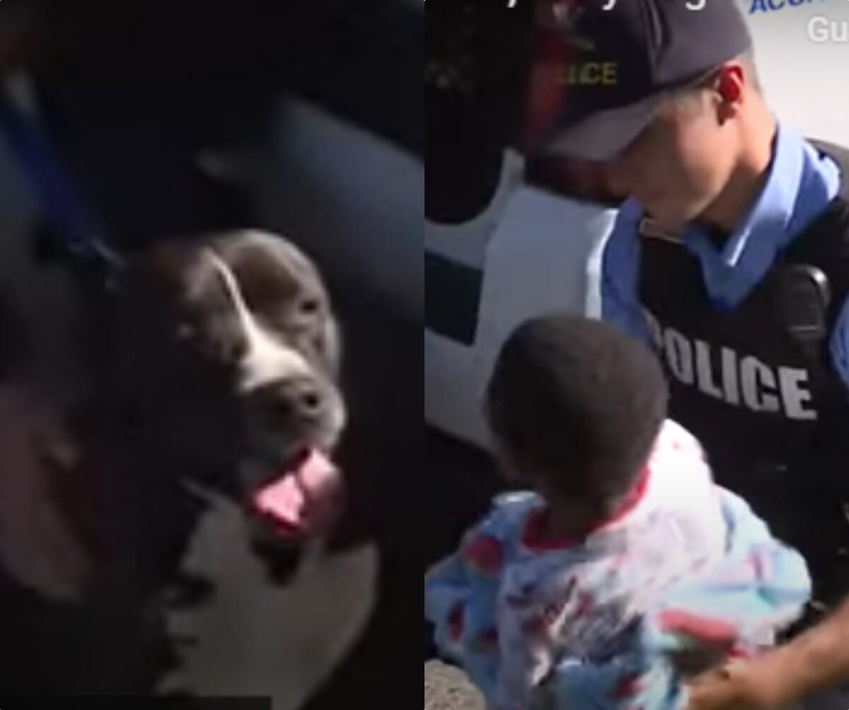 Pitbull salva bambino cane eroe