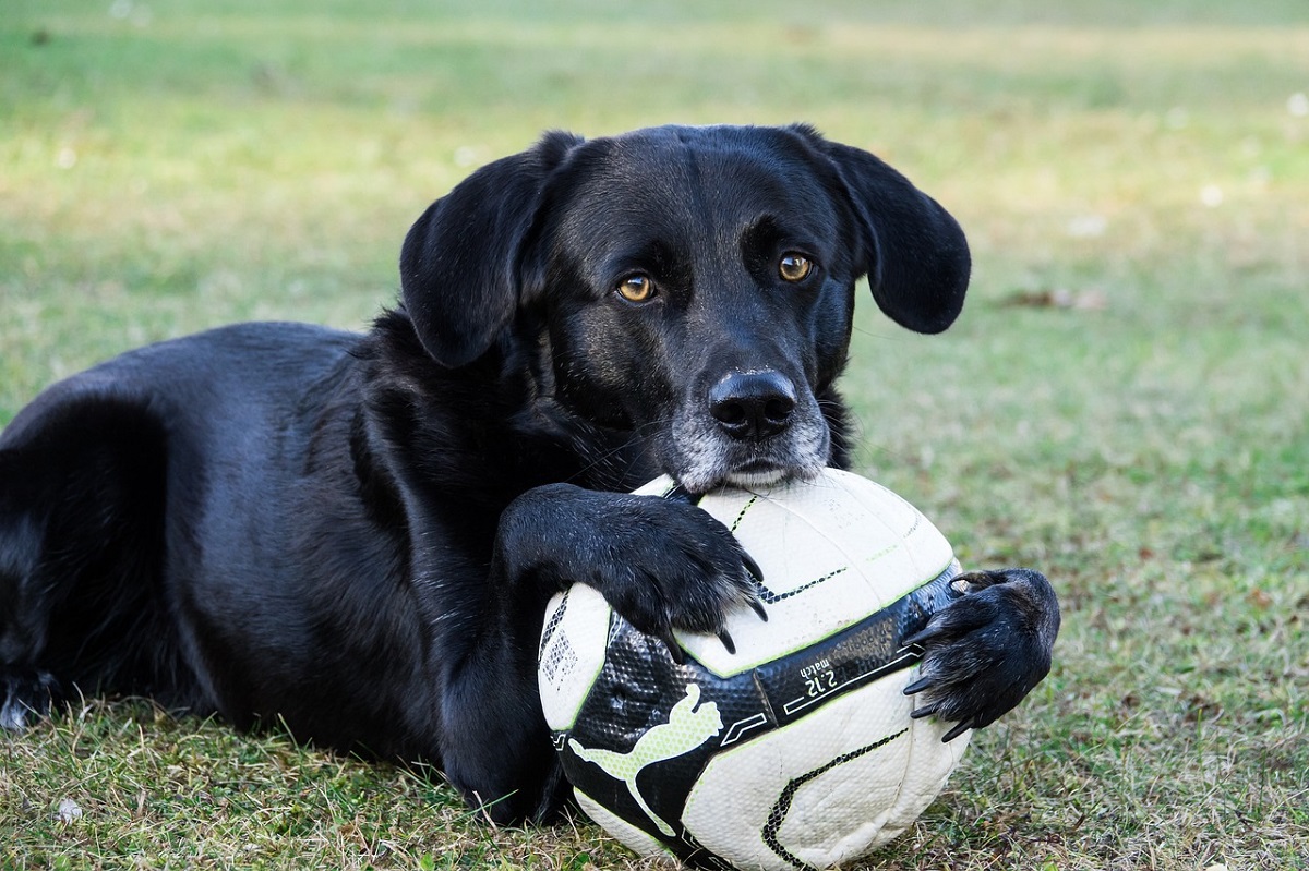 Cane randagio campo calcio