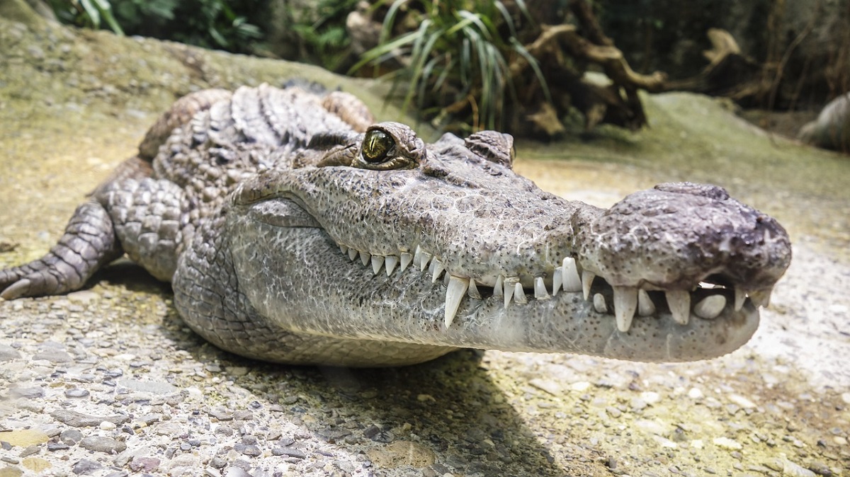 Coccodrillo gigante