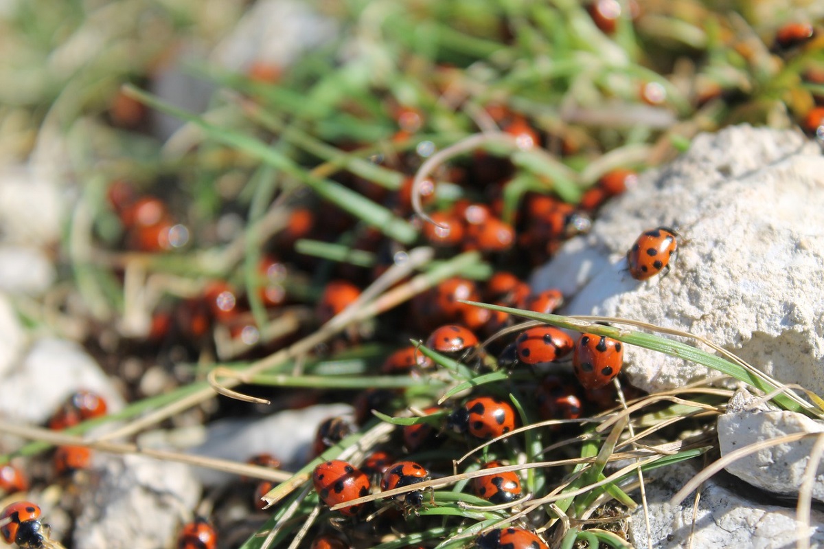 Invasione coccinelle città