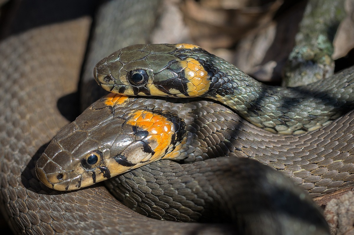 serpente due teste spaventoso
