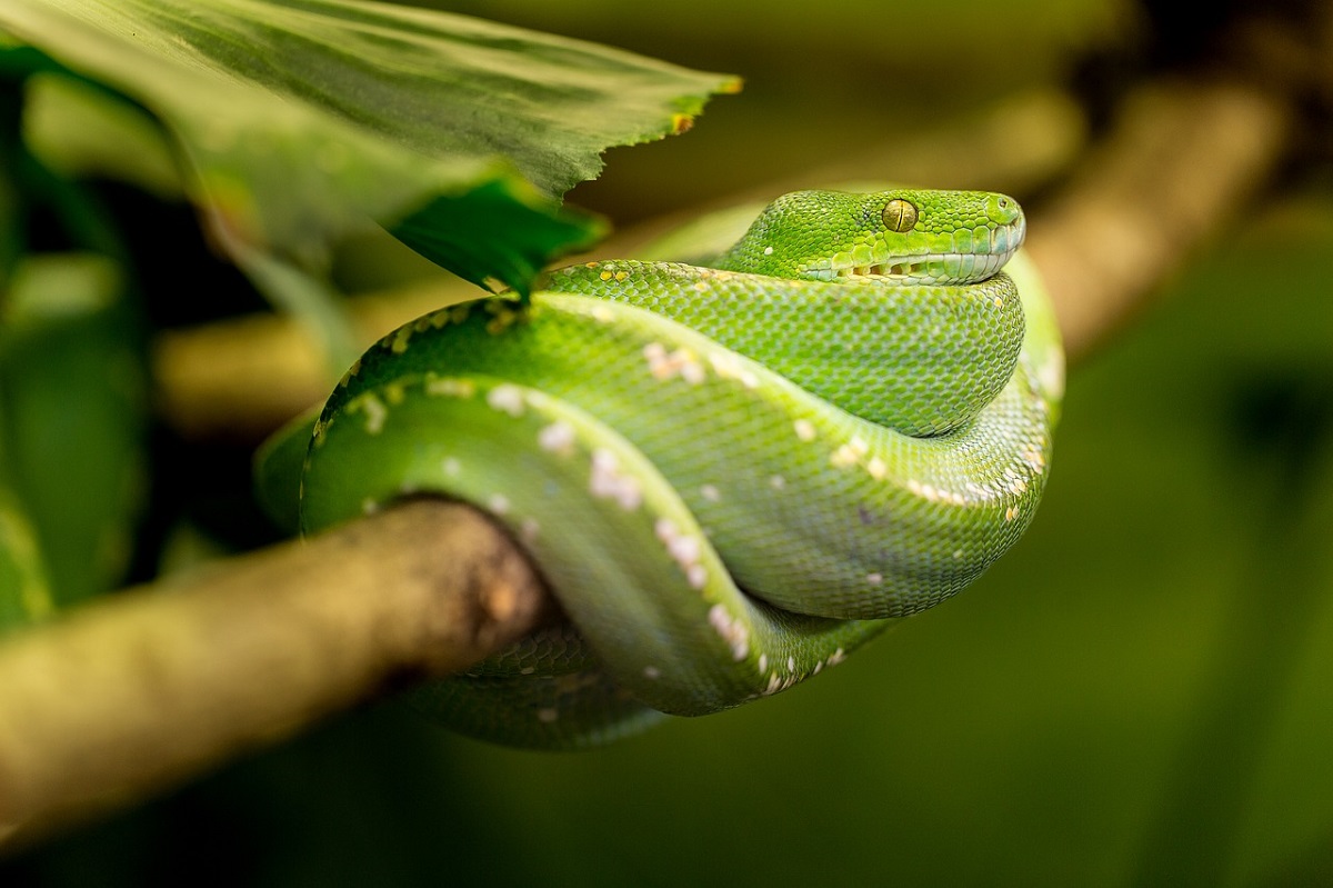Serpente iridescente arcobaleno