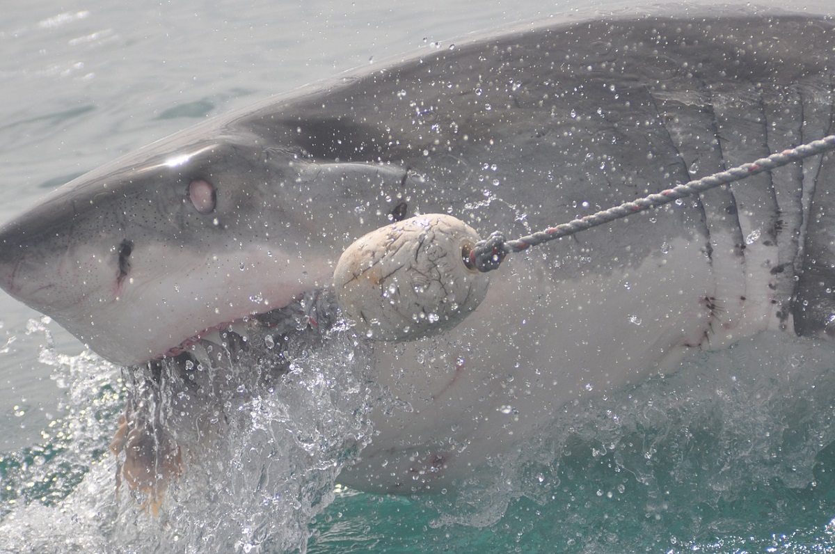 squalo attacca pescatori