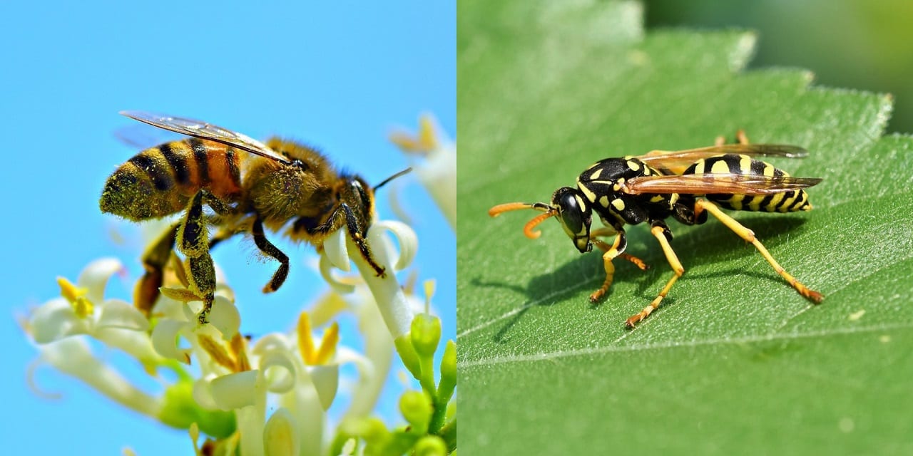 api vespe differenze