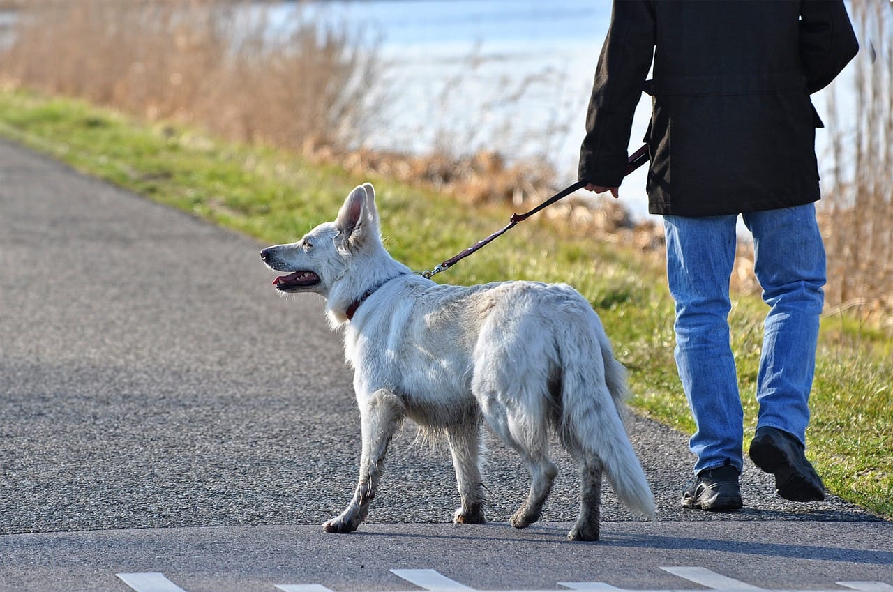 cane guinzaglio