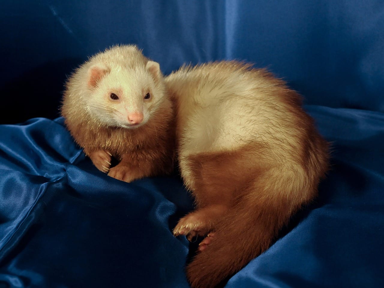 furetto