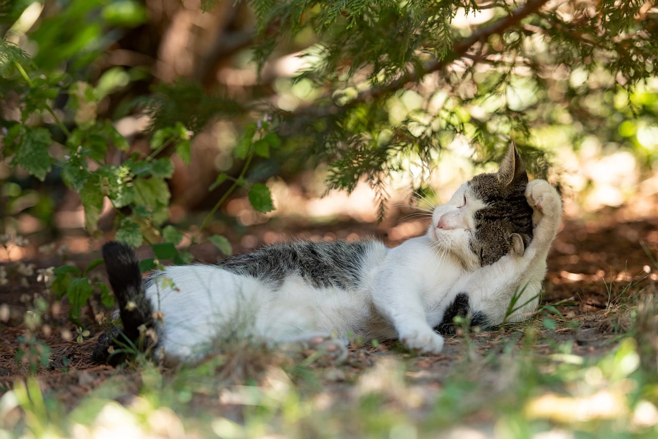 gatti grattano orecchie