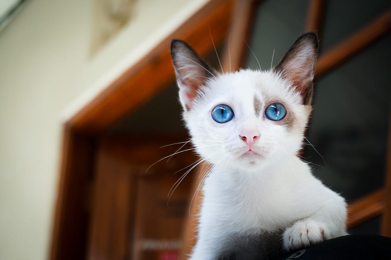 gatti occhi azzurri