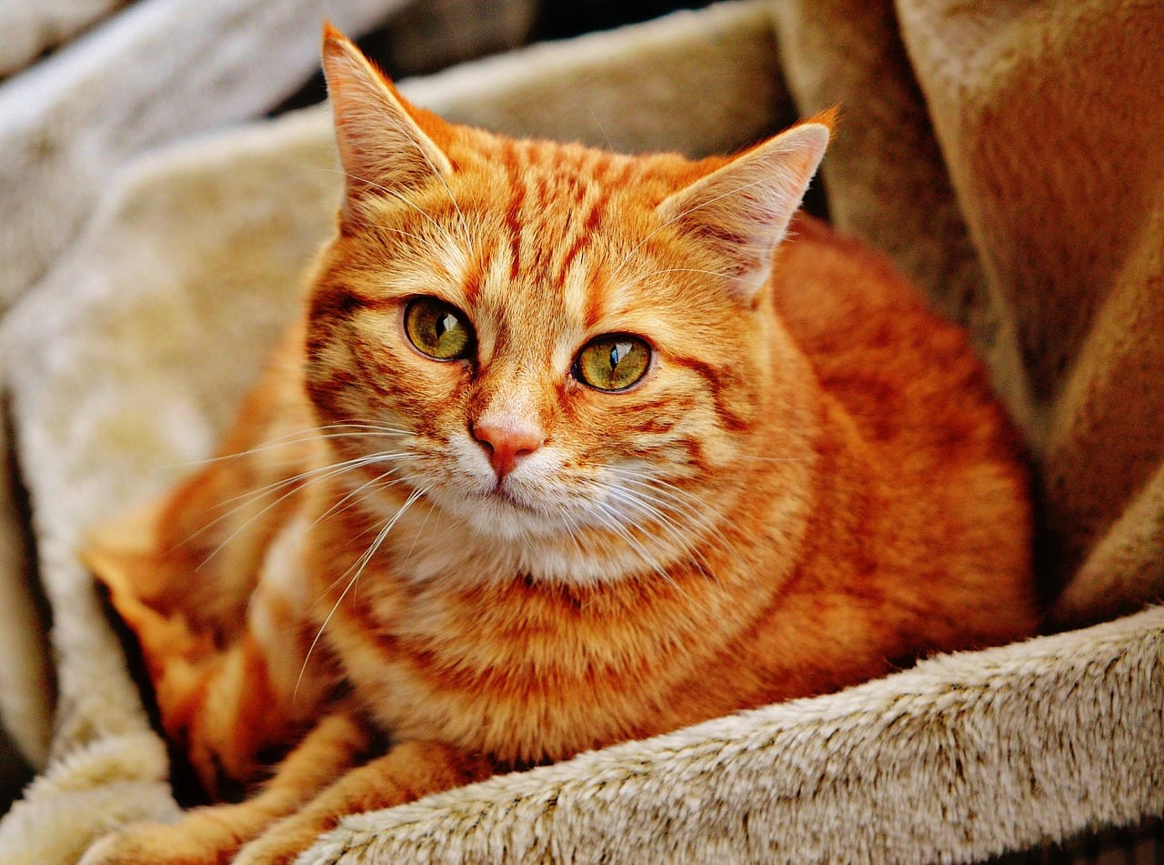 gatto trema testa