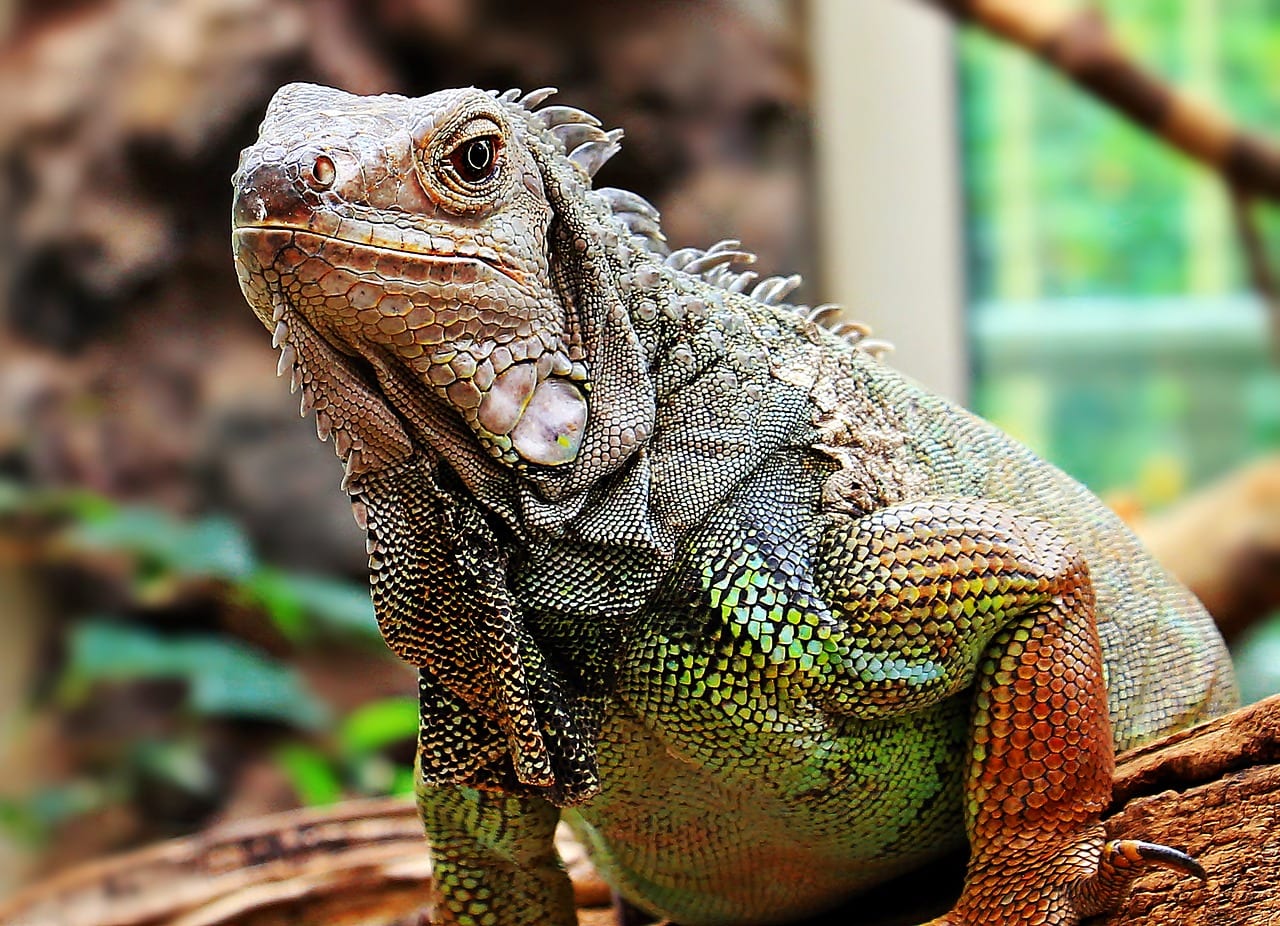 iguana