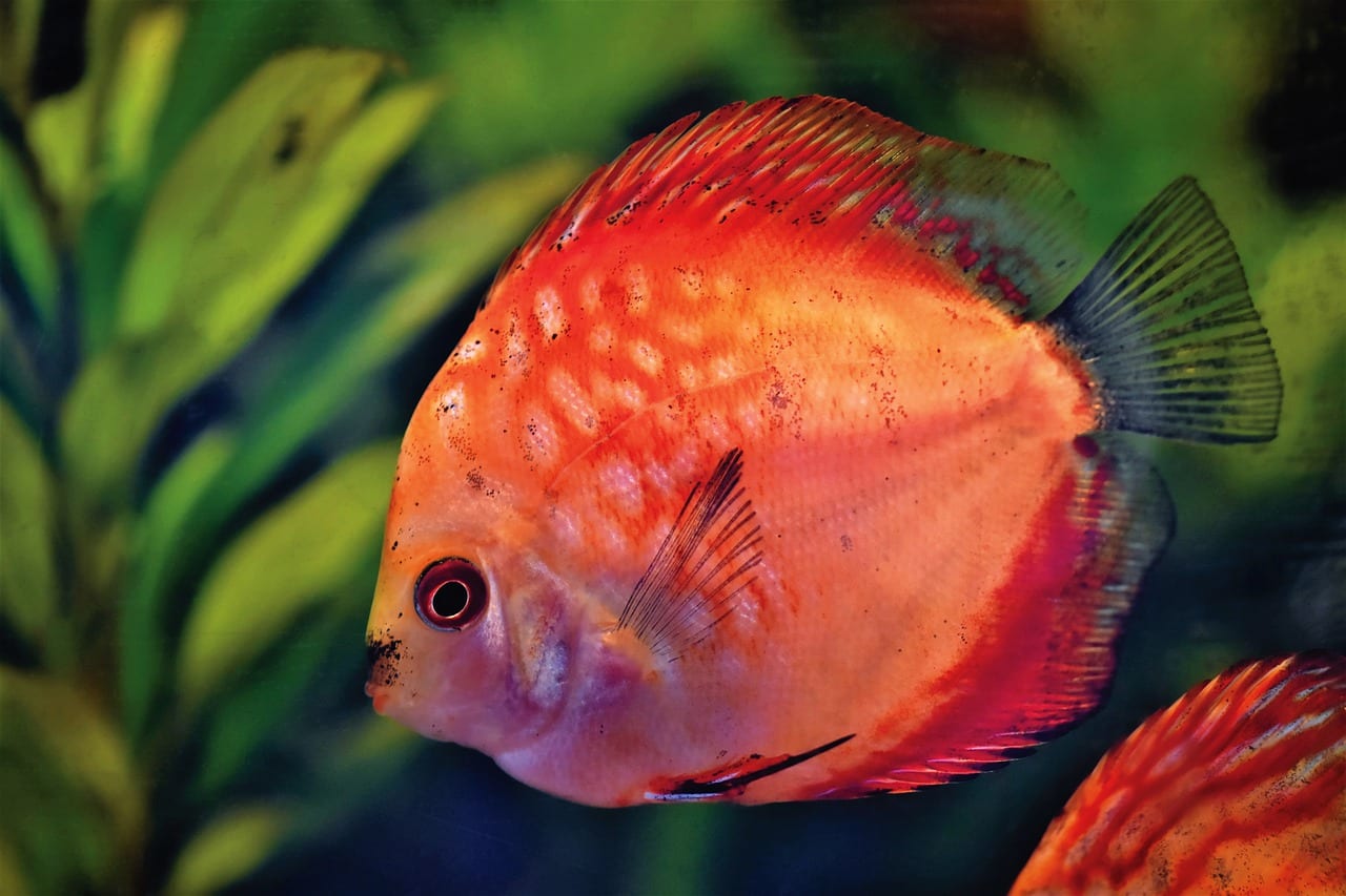 pesci acquario malattia del buco
