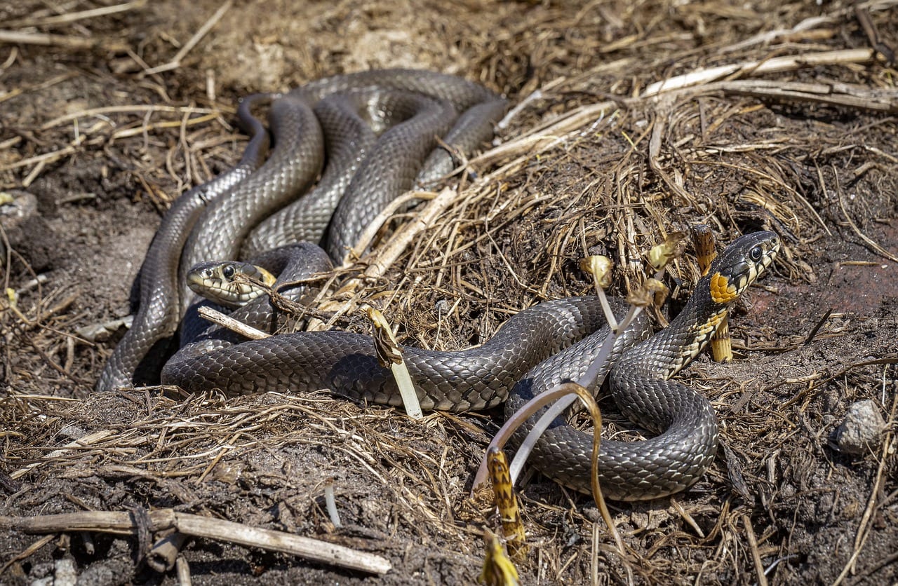 serpenti velenosi