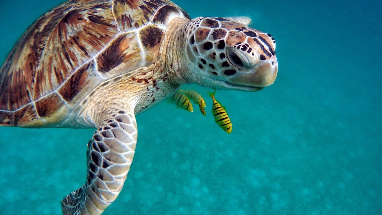 tartarughe marine