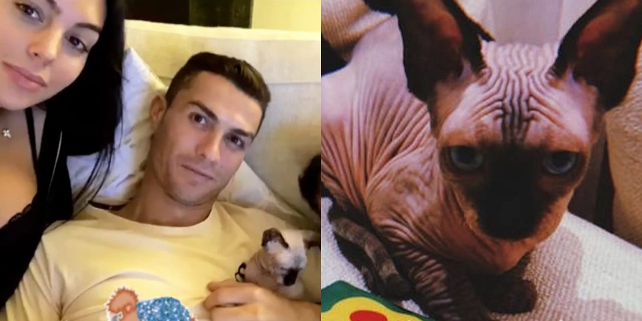 Cristiano Ronaldo gatto