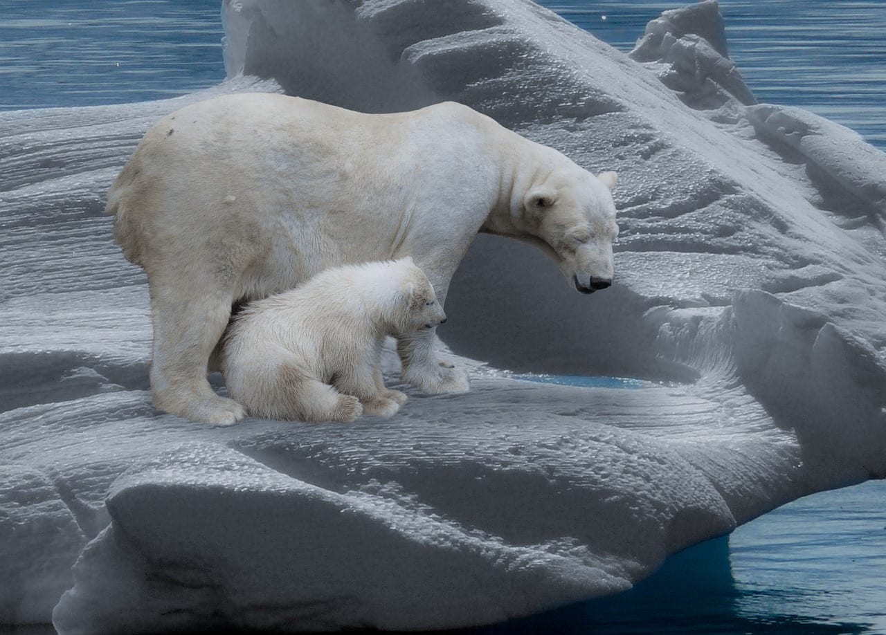 Giornata Mondiale Orso Polare