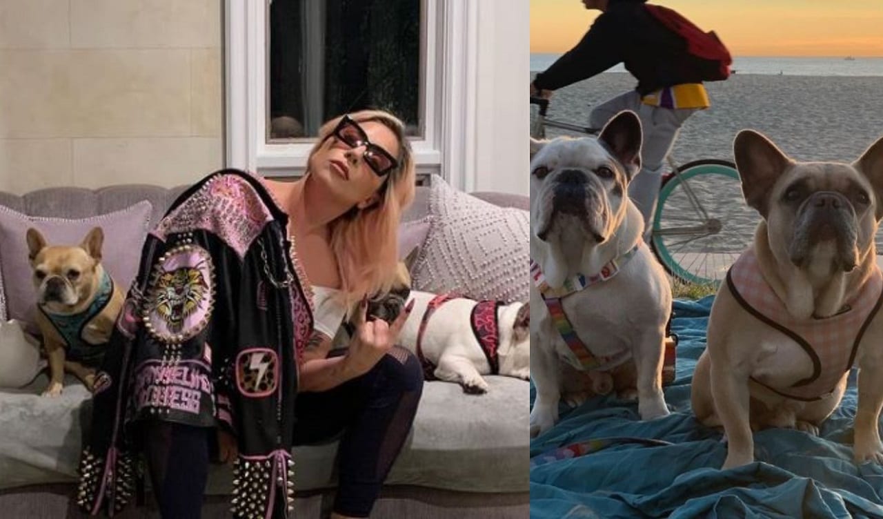 Lady Gaga cani rapiti