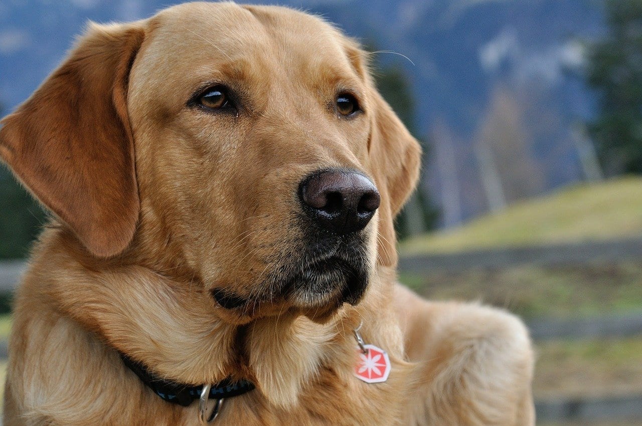 Pet Therapy cani