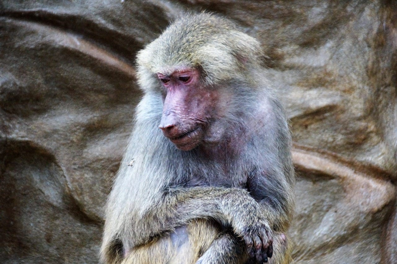 babbuino