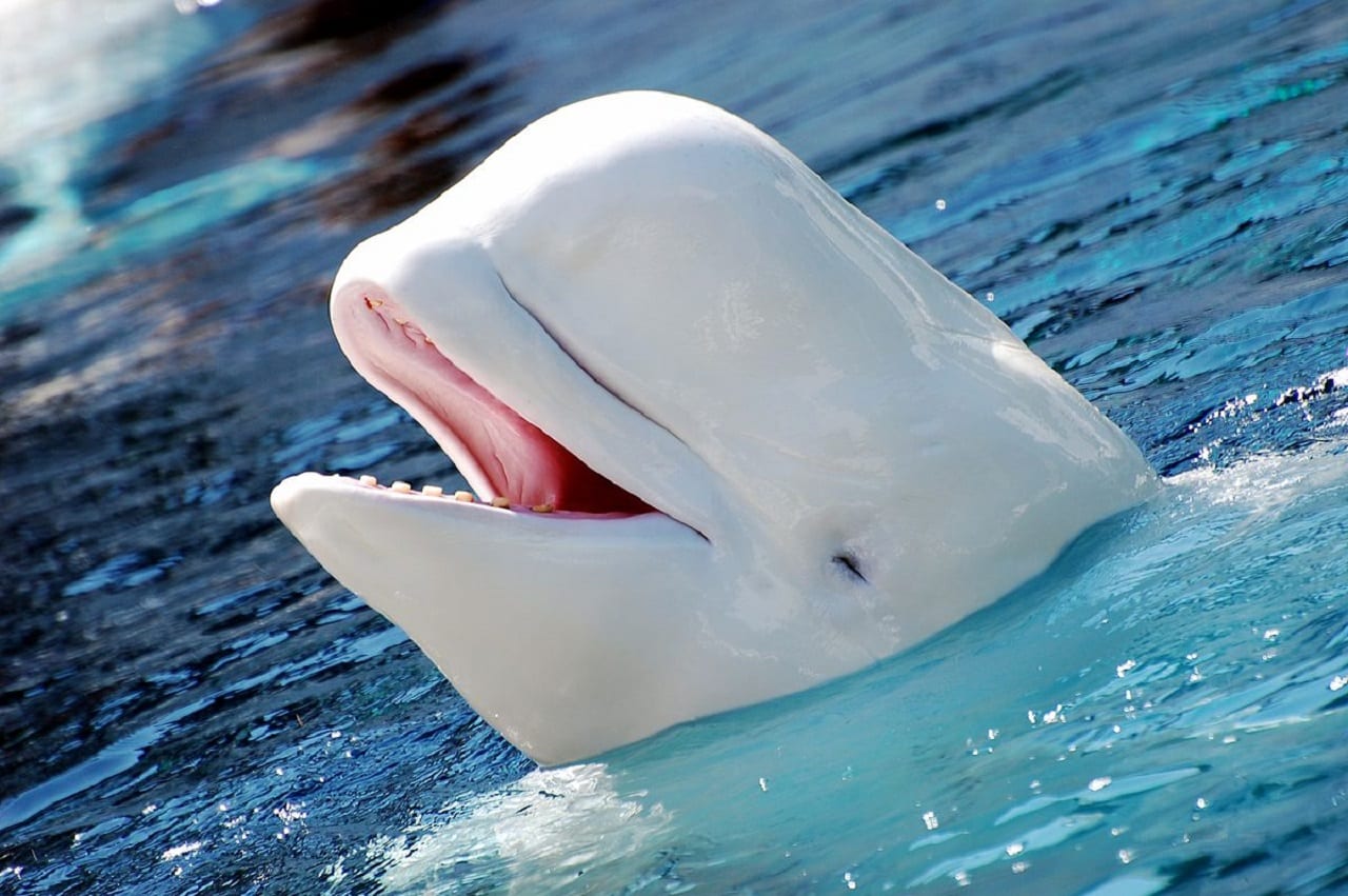 beluga balena bianca