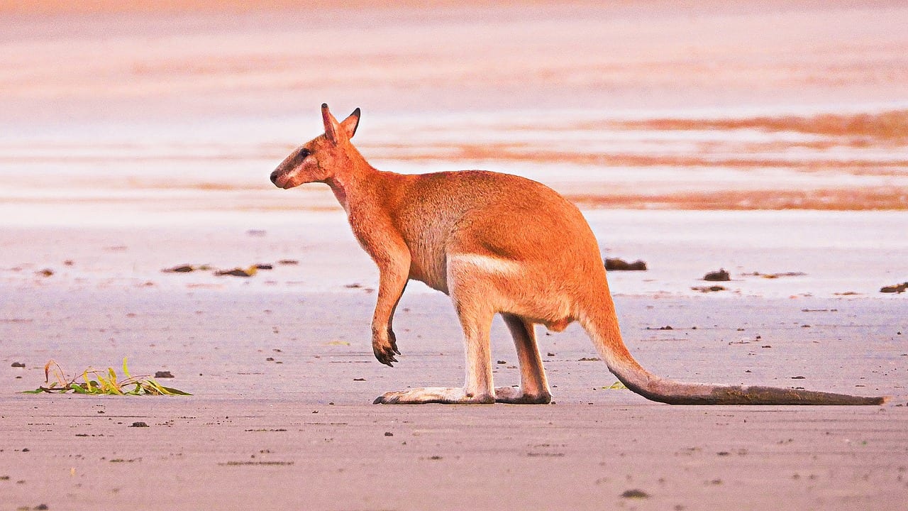 canguro rosso