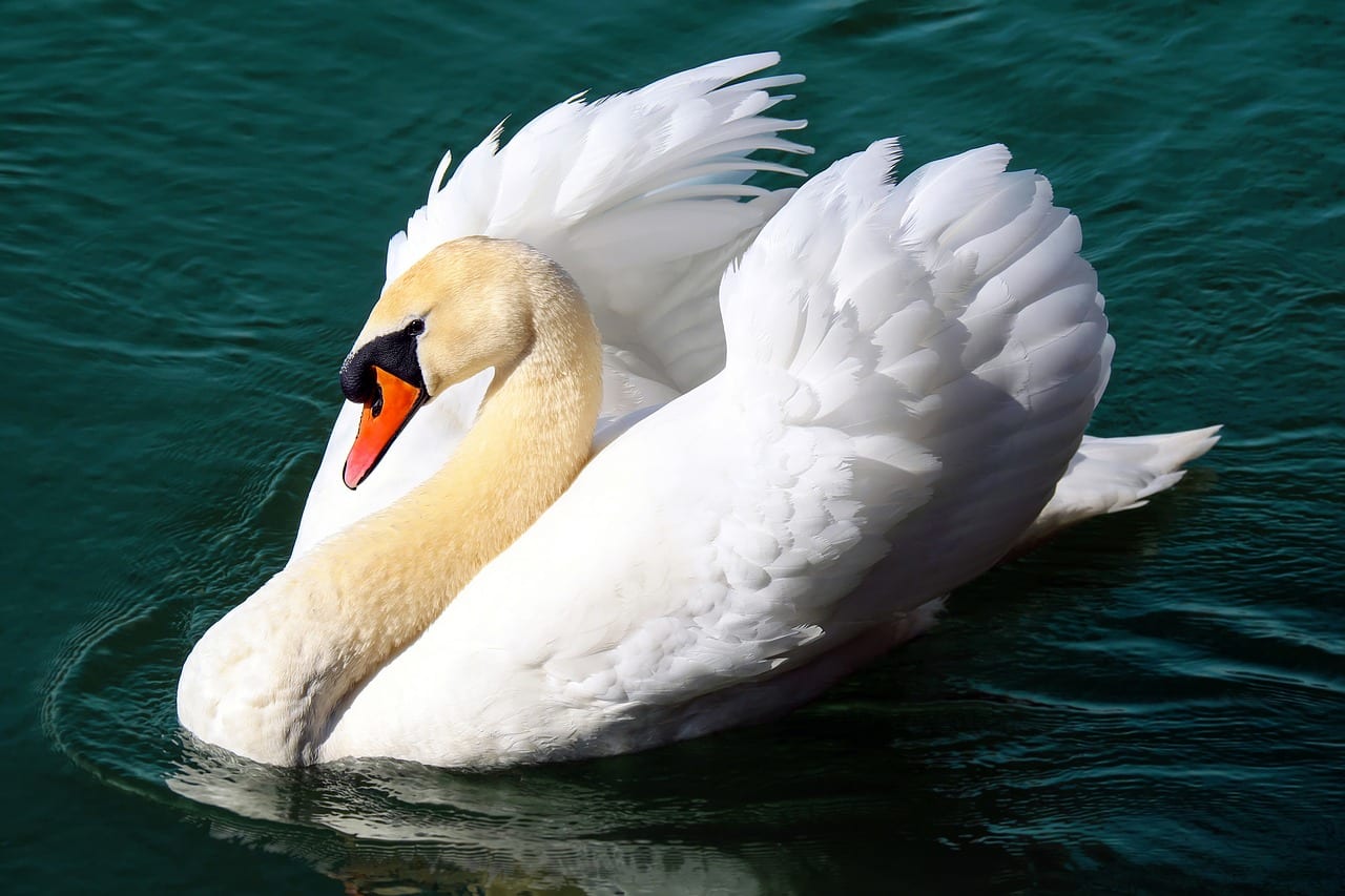 cigno uomo amici