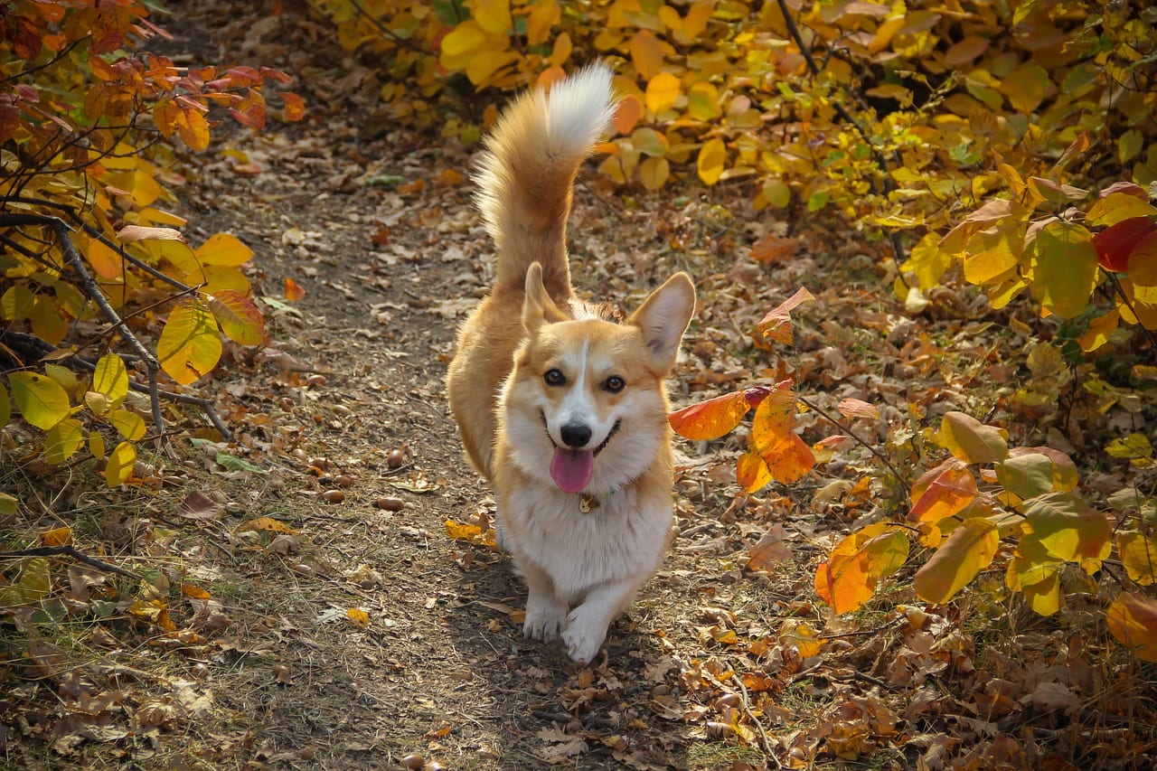 coda cane