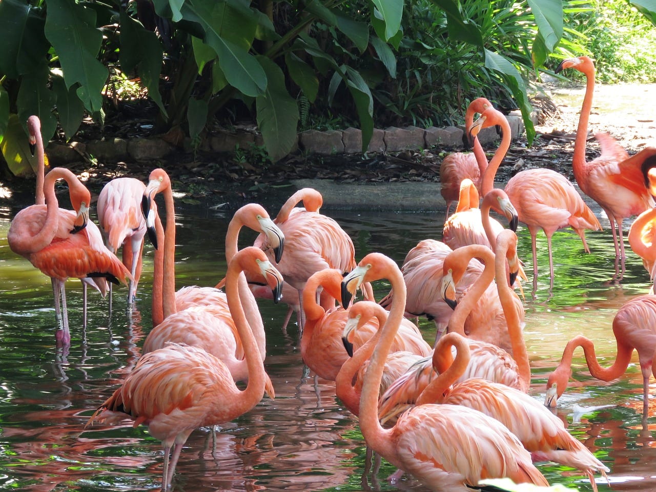 fenicotteri rosa