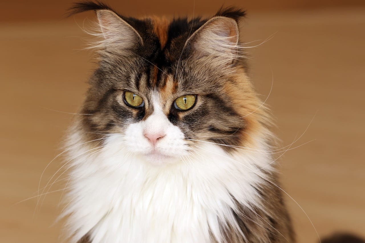 gatti giganti