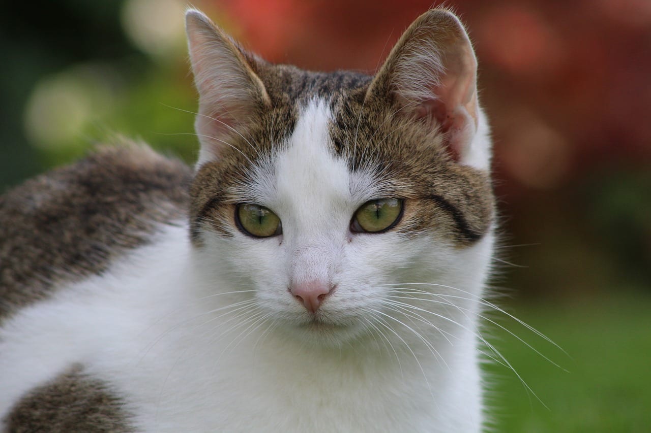 gatto senza zampe