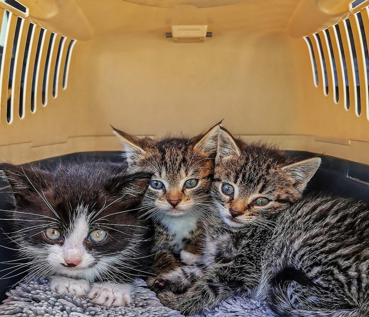 gatto trasportino