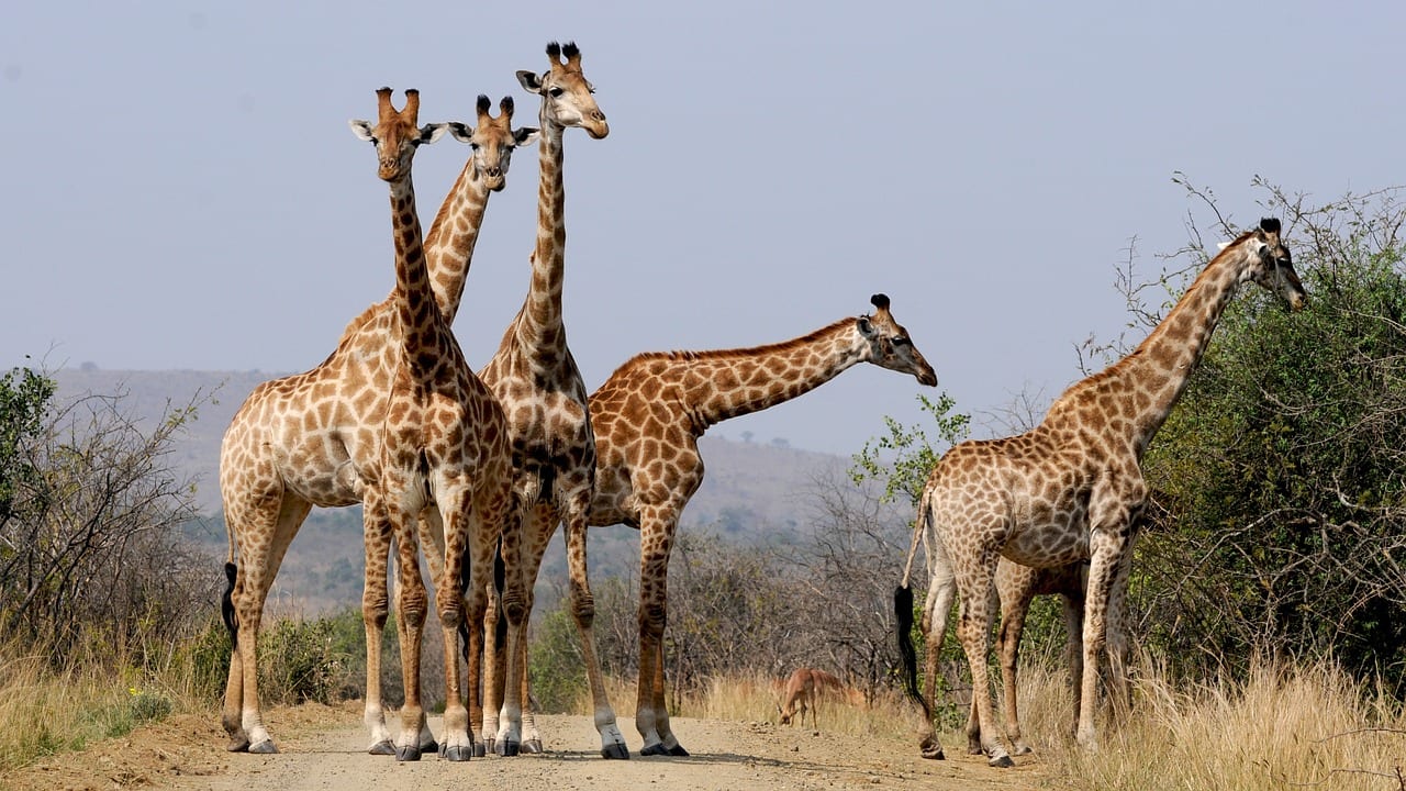giraffe razze