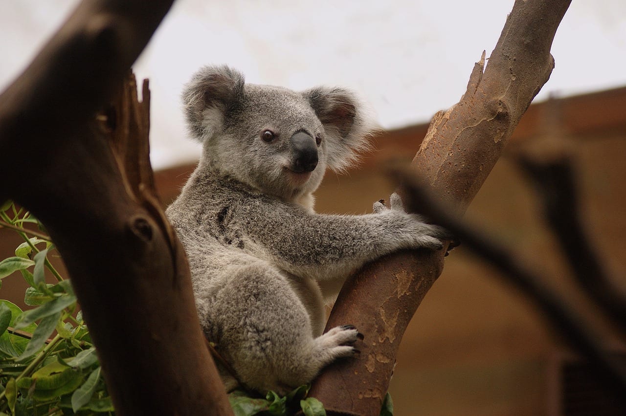 koala senza zampa
