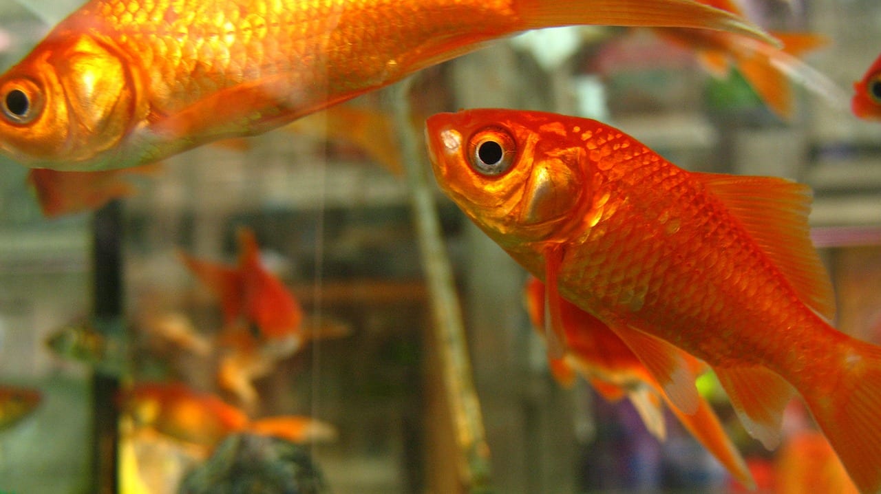 pesce rosso malattia occhio sporgente
