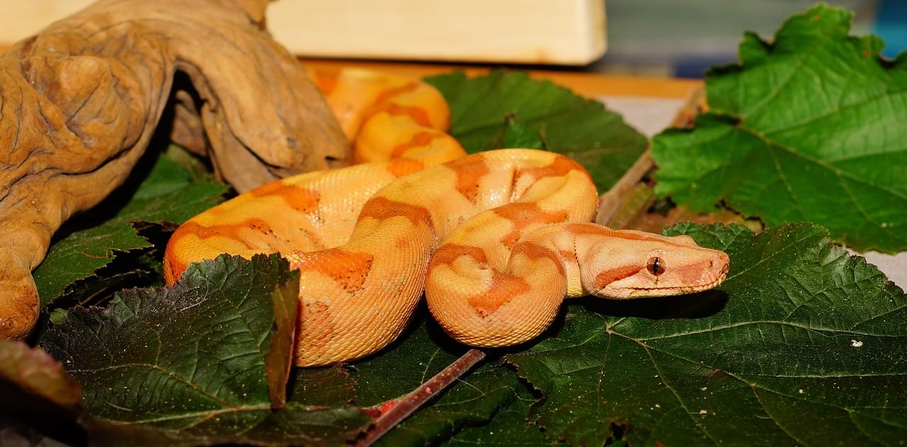 serpente muta