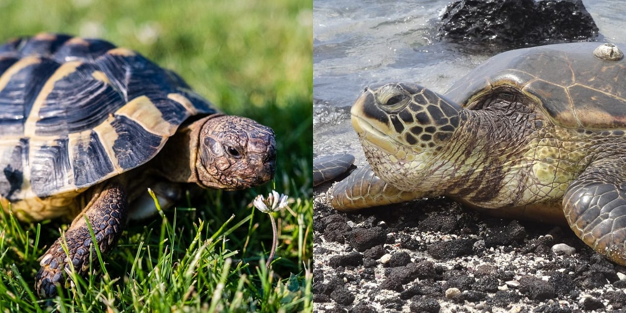 tartaruga testuggine differenza