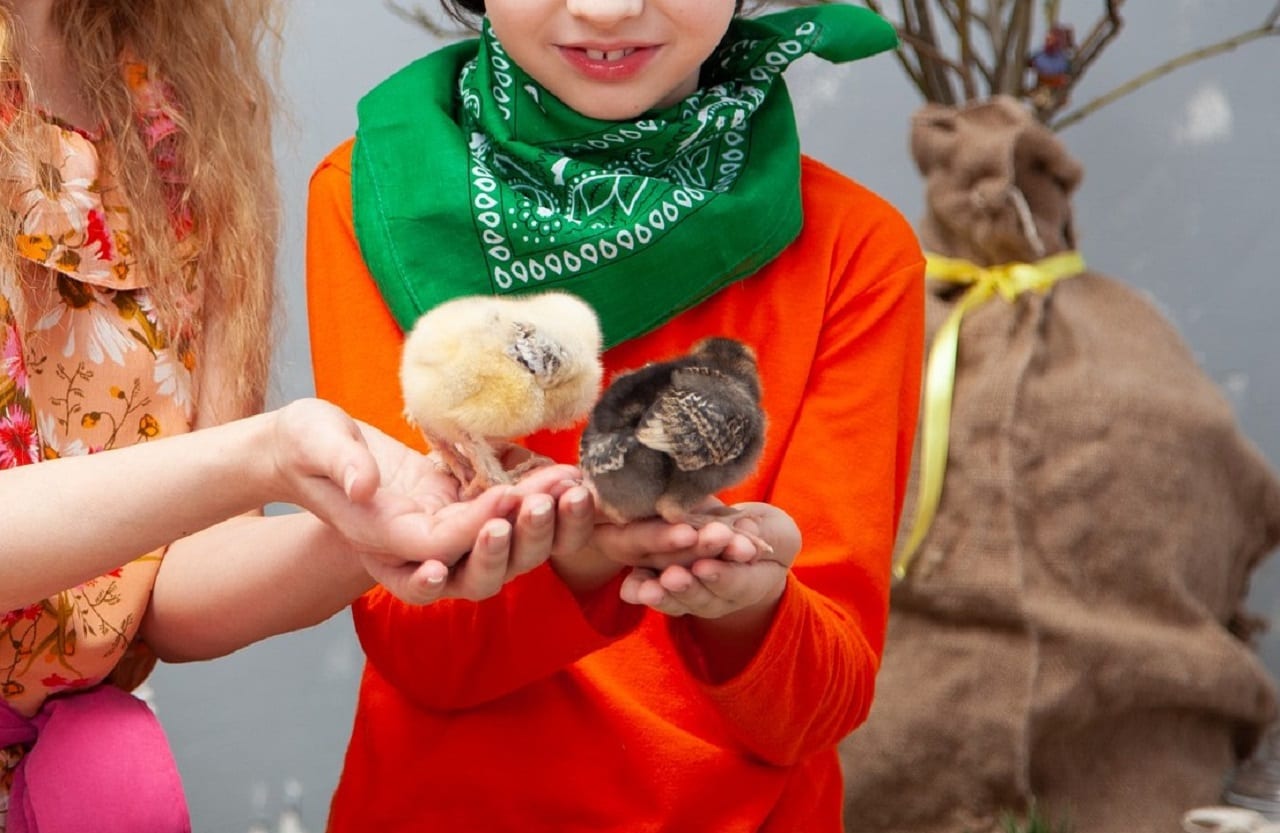 uccellini bambini