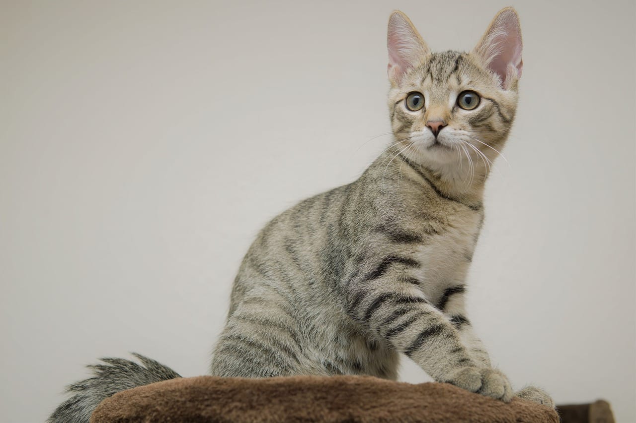 Singapura gatto