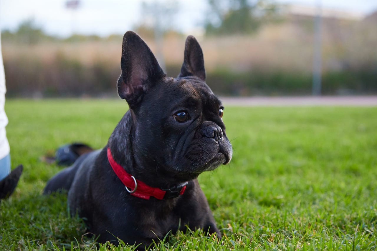bulldog francese