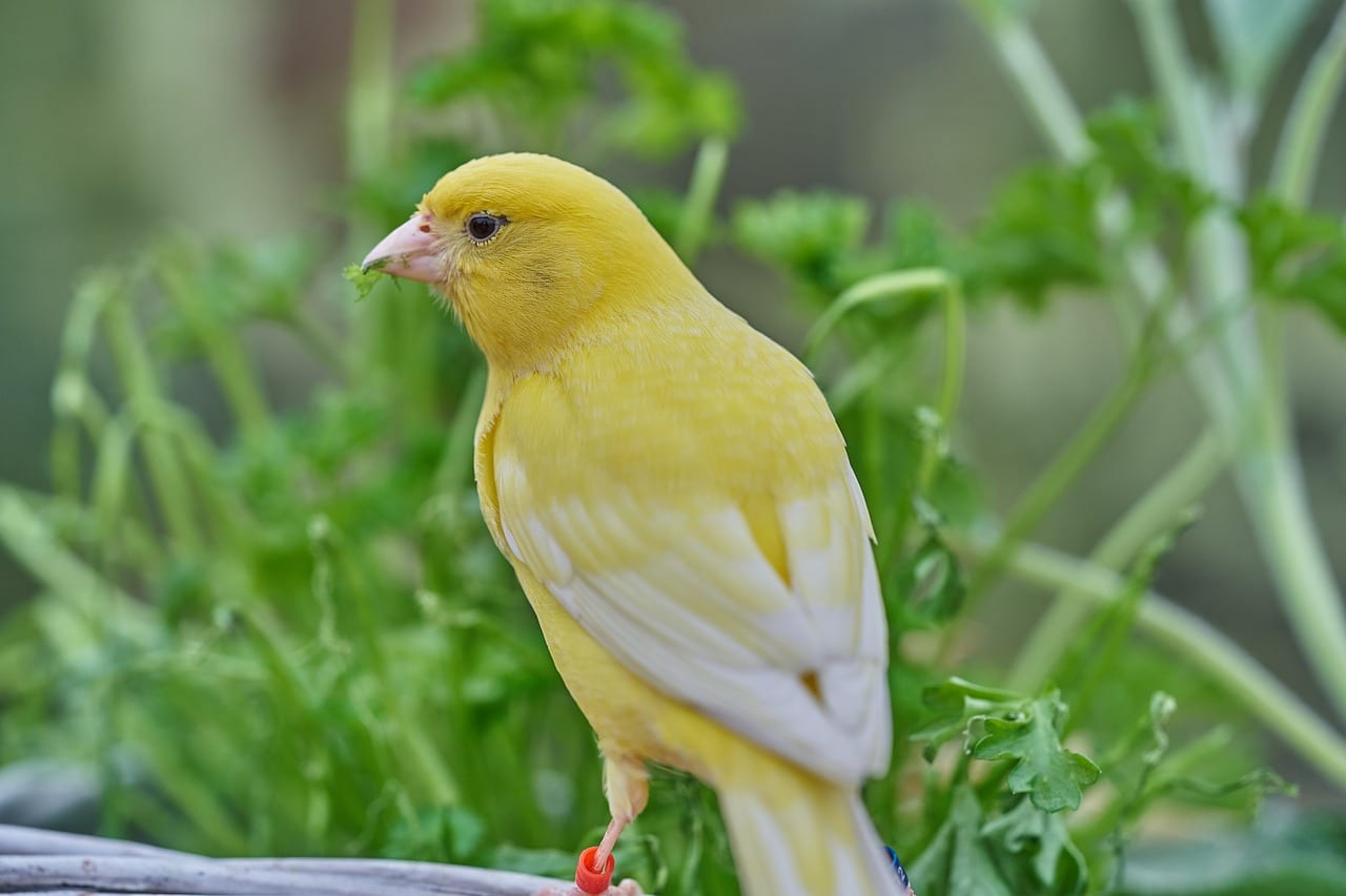 canarino malattia occhio