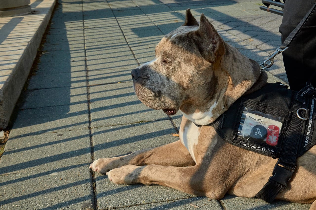 cane allerta diabetici